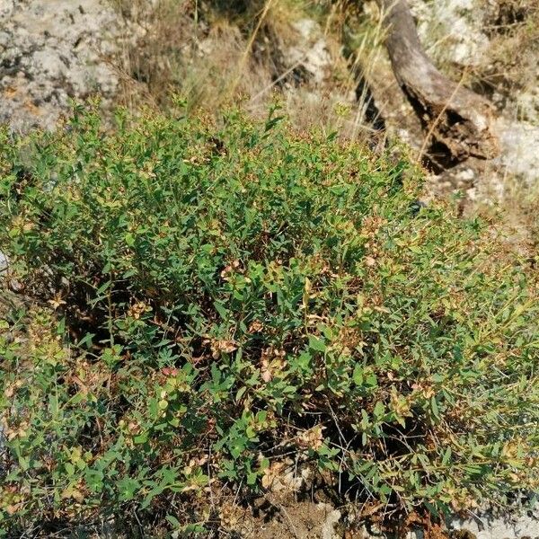 Euphorbia spinosa ᱥᱟᱠᱟᱢ