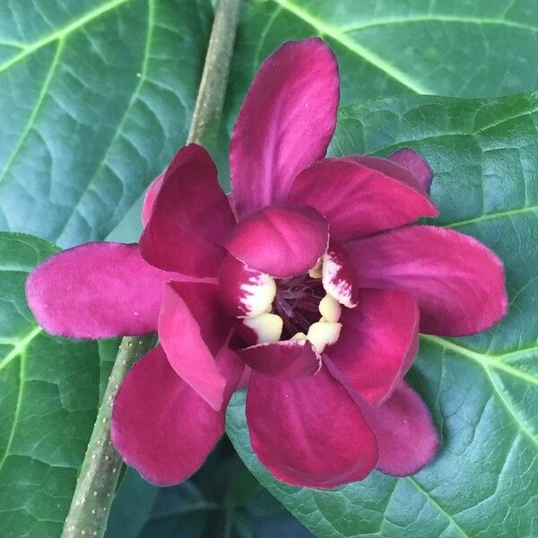 Calycanthus floridus Flower