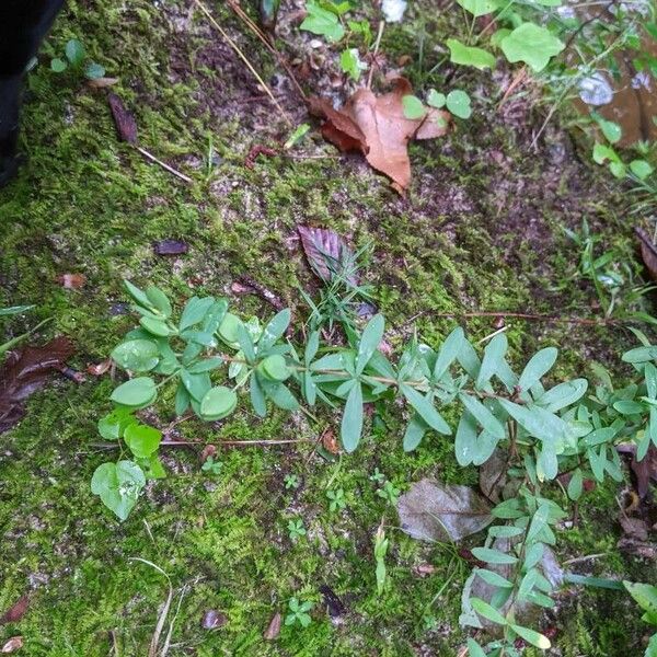 Hypericum hypericoides Leaf