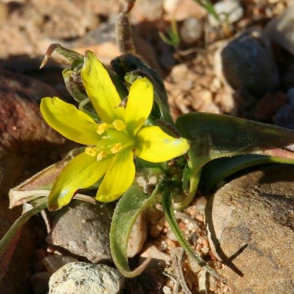 Gagea bohemica Flower