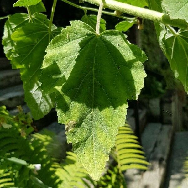 Althaea officinalis 葉