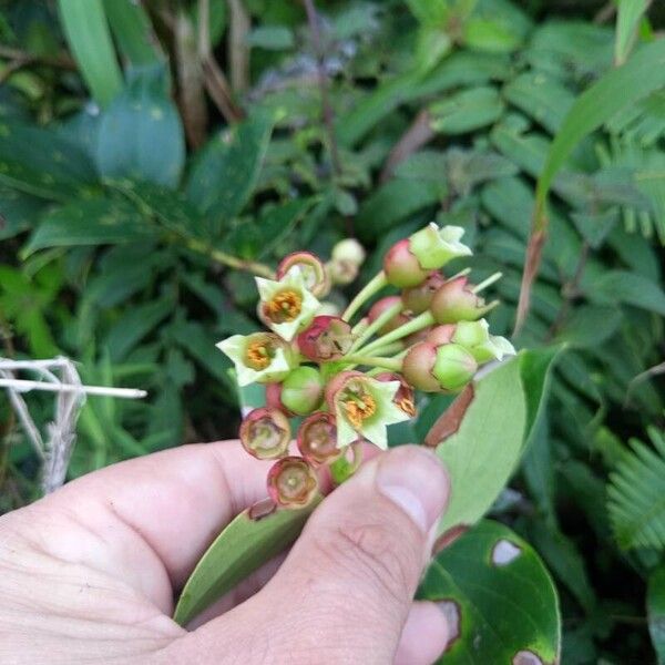 Vaccinium racemosum Flors