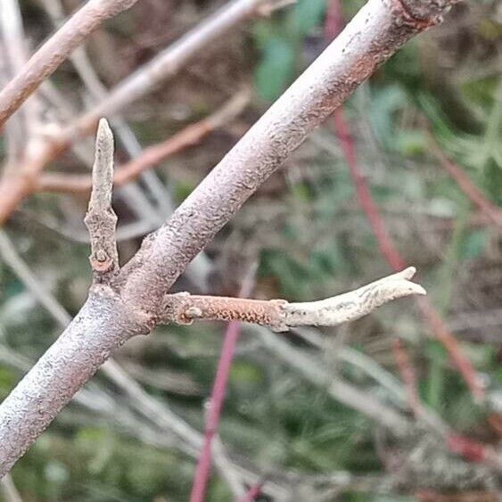 Viburnum lantana 樹皮