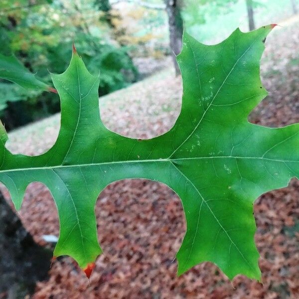 Quercus texana 其他