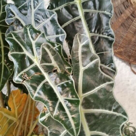 Alocasia longiloba Leaf