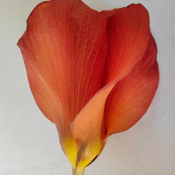 Hibiscus tiliaceus Blüte