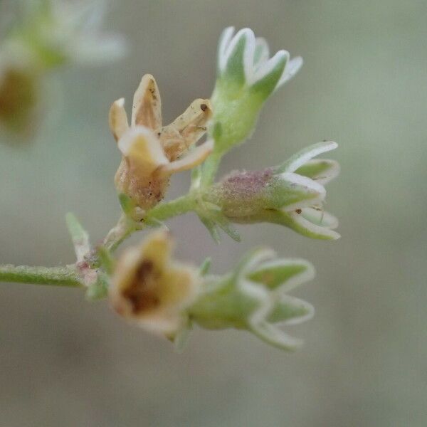Scleranthus perennis Blüte