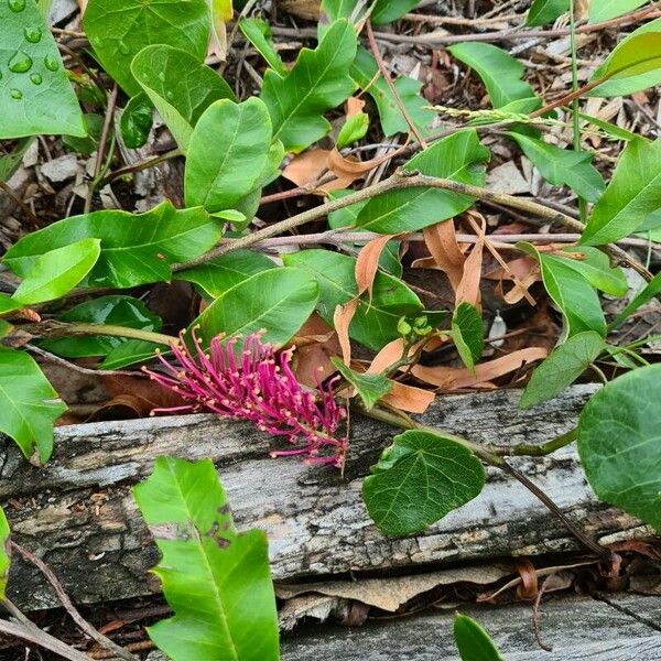 Grevillea macleayana फूल