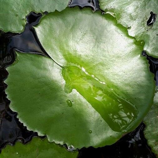 Nymphaea nouchali Leaf