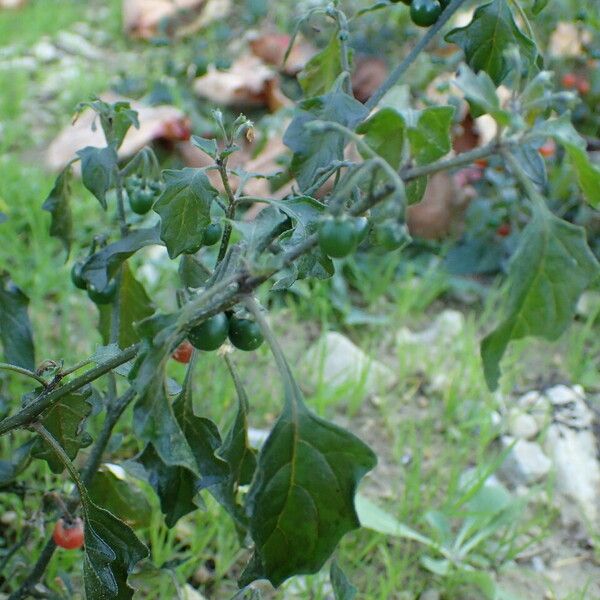 Solanum villosum ᱥᱟᱠᱟᱢ