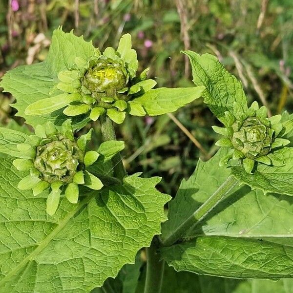 Telekia speciosa പുഷ്പം