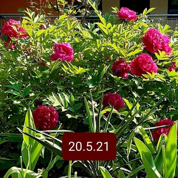 Paeonia × suffruticosa Staniste