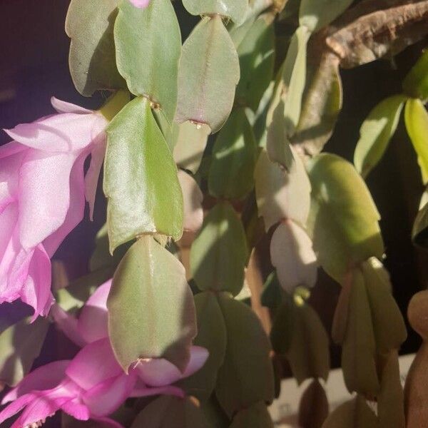 Schlumbergera russelliana Leaf