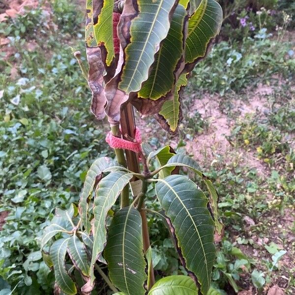 Mangifera indica Blatt