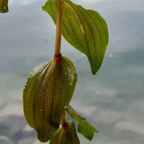 Potamogeton perfoliatus Leaf