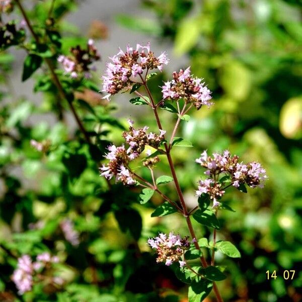 Origanum vulgare 形態