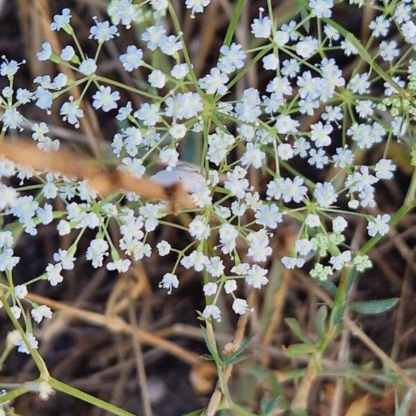 Falcaria vulgaris Floro