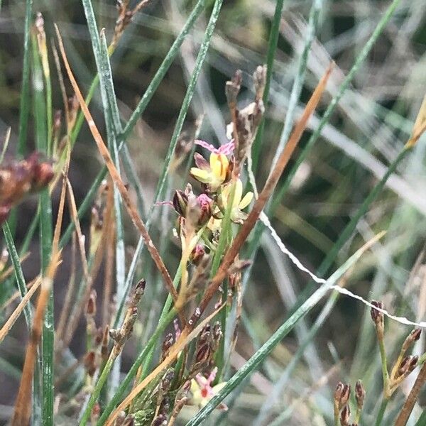 Juncus gerardi ফুল