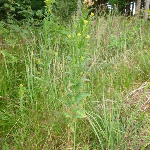 Erysimum cheiranthoides Hàbitat