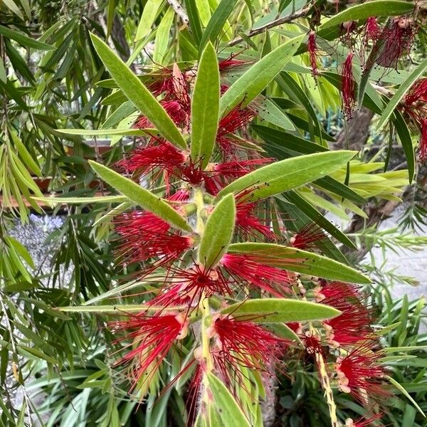 Melaleuca rugulosa Žiedas