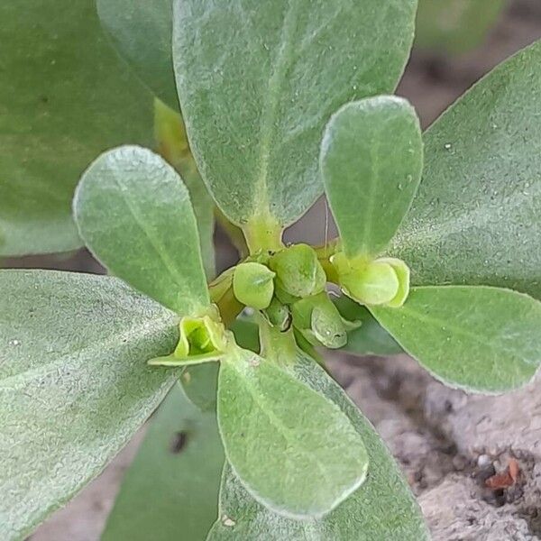 Portulaca oleracea Ostatní