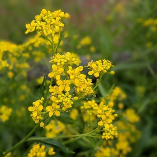 Rorippa austriaca Blomst