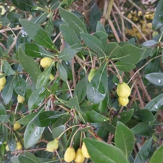 Pittosporum heterophyllum পাতা