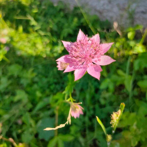 Astrantia maxima Õis