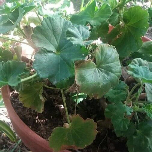 Pelargonium × hybridum Leaf