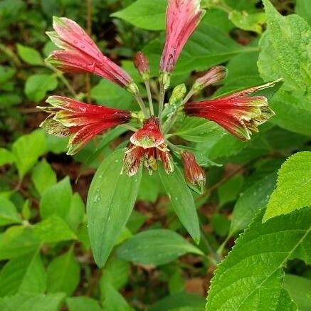 Alstroemeria psittacina Žiedas