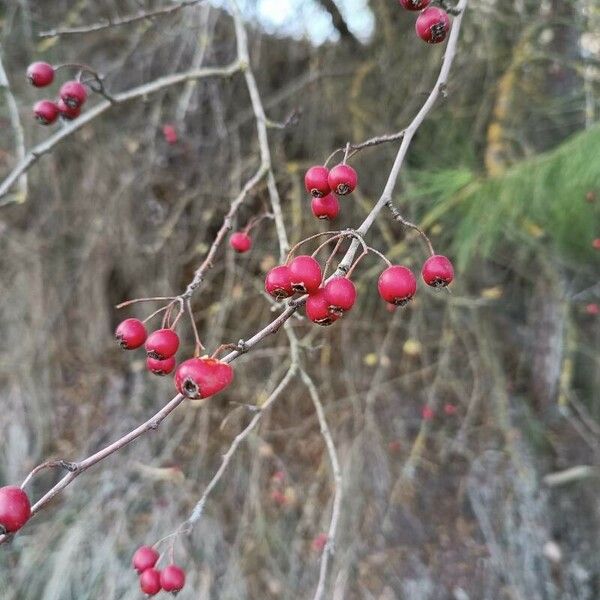 Crataegus laciniata Vaisius