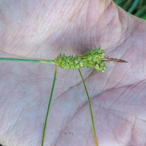 Carex extensa Flower