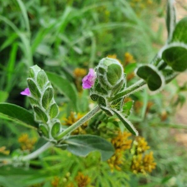 Justicia diclipteroides