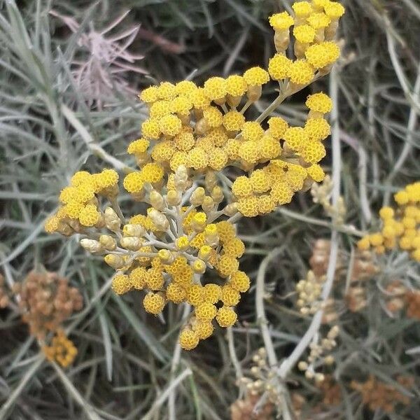 Helichrysum italicum Flower