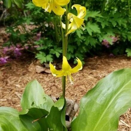 Erythronium revolutum Blüte