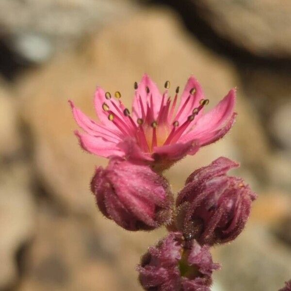 Sempervivum arachnoideum Flower