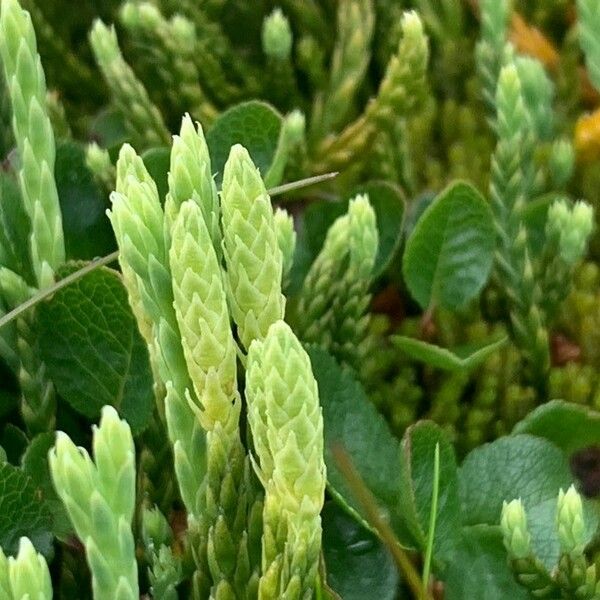 Lycopodium alpinum Květ