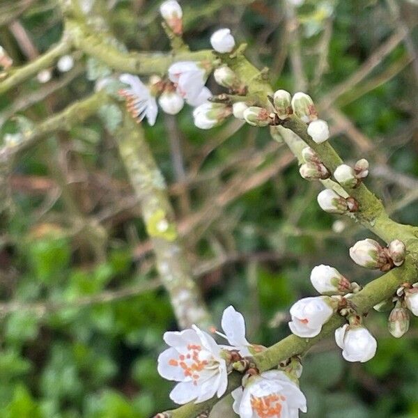 Prunus cerasifera Blüte