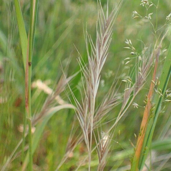 Vulpia bromoides Плод