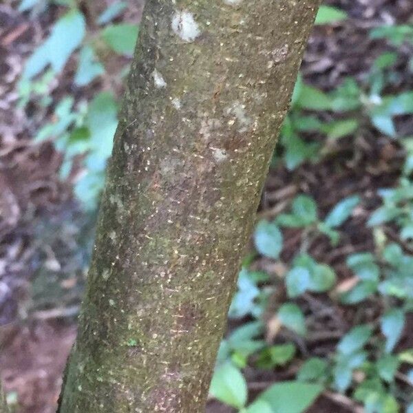 Calodendrum capense Bark