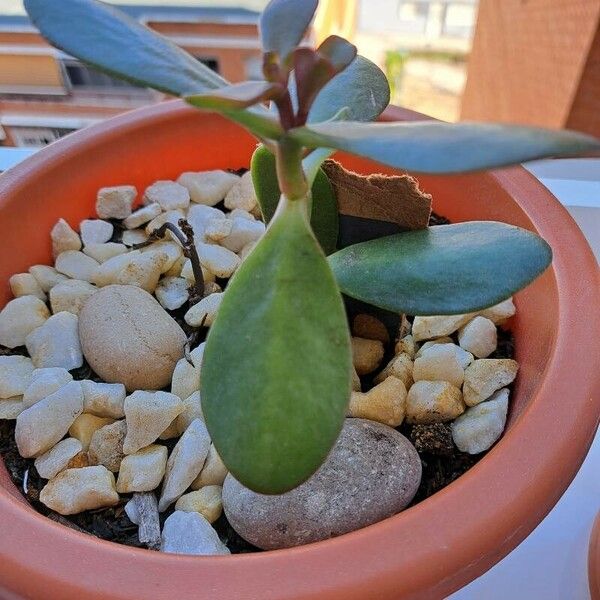 Cotyledon orbiculata Leaf