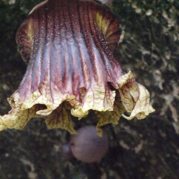 Crescentia alata Flower