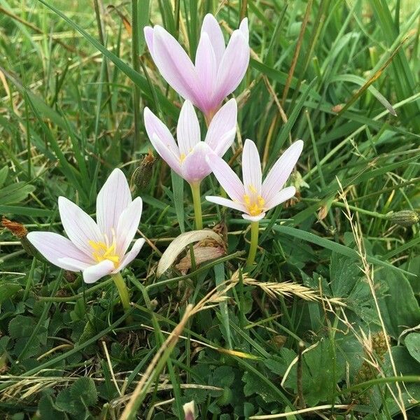 Colchicum alpinum Cvet