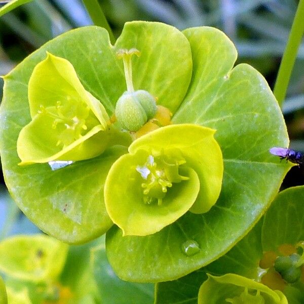 Euphorbia amygdaloides Kvet