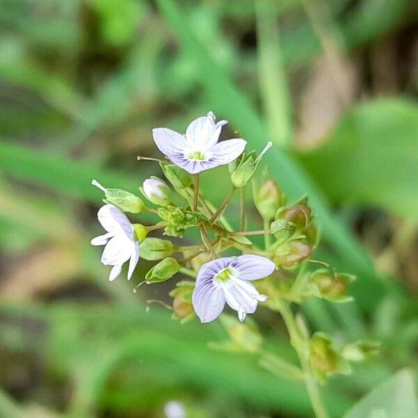 Veronica anagallis-aquatica Květ