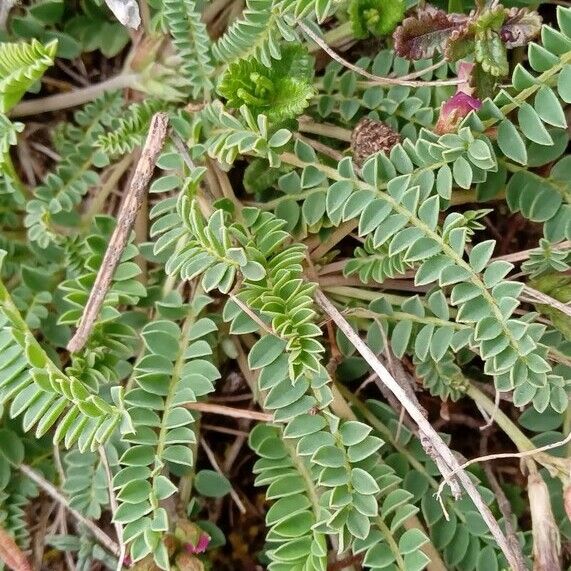 Astragalus monspessulanus Hostoa