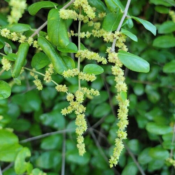 Ligustrum sinense अन्य