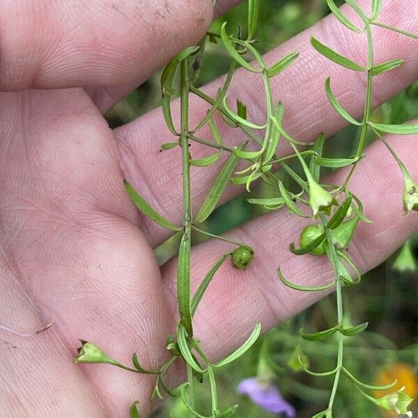 Agalinis tenuifolia Leaf