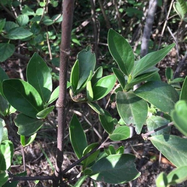 Rothmannia capensis خشب