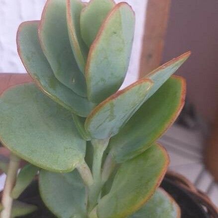 Kalanchoe marnieriana عادت داشتن